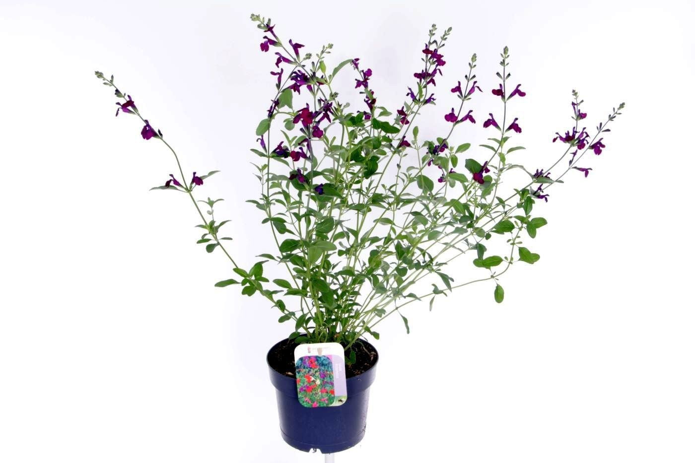 Salvia microphylla 70cm 17cm Pot
