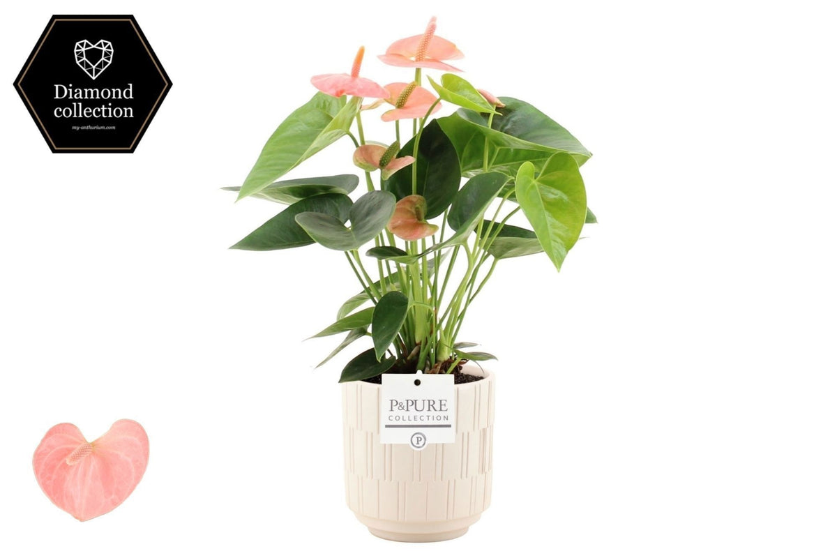 Anthurium Spirit 40cm 12cm Pot
