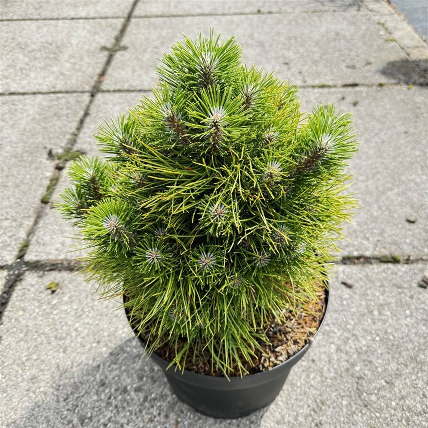 Pinus thunbergii 40cm 29cm Pot