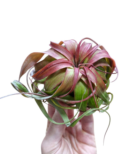Tillandsia Eric Knobloch 8cm 12cm Pot