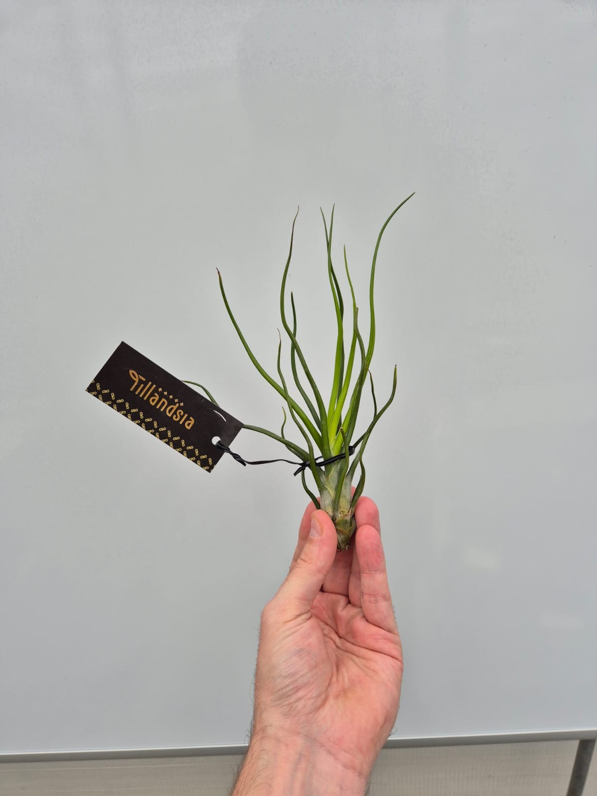 Tillandsia ionantha 18cm 7cm Pot