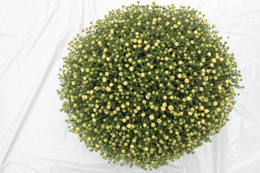 Chrysanthemum indicum 45cm 19cm Pot