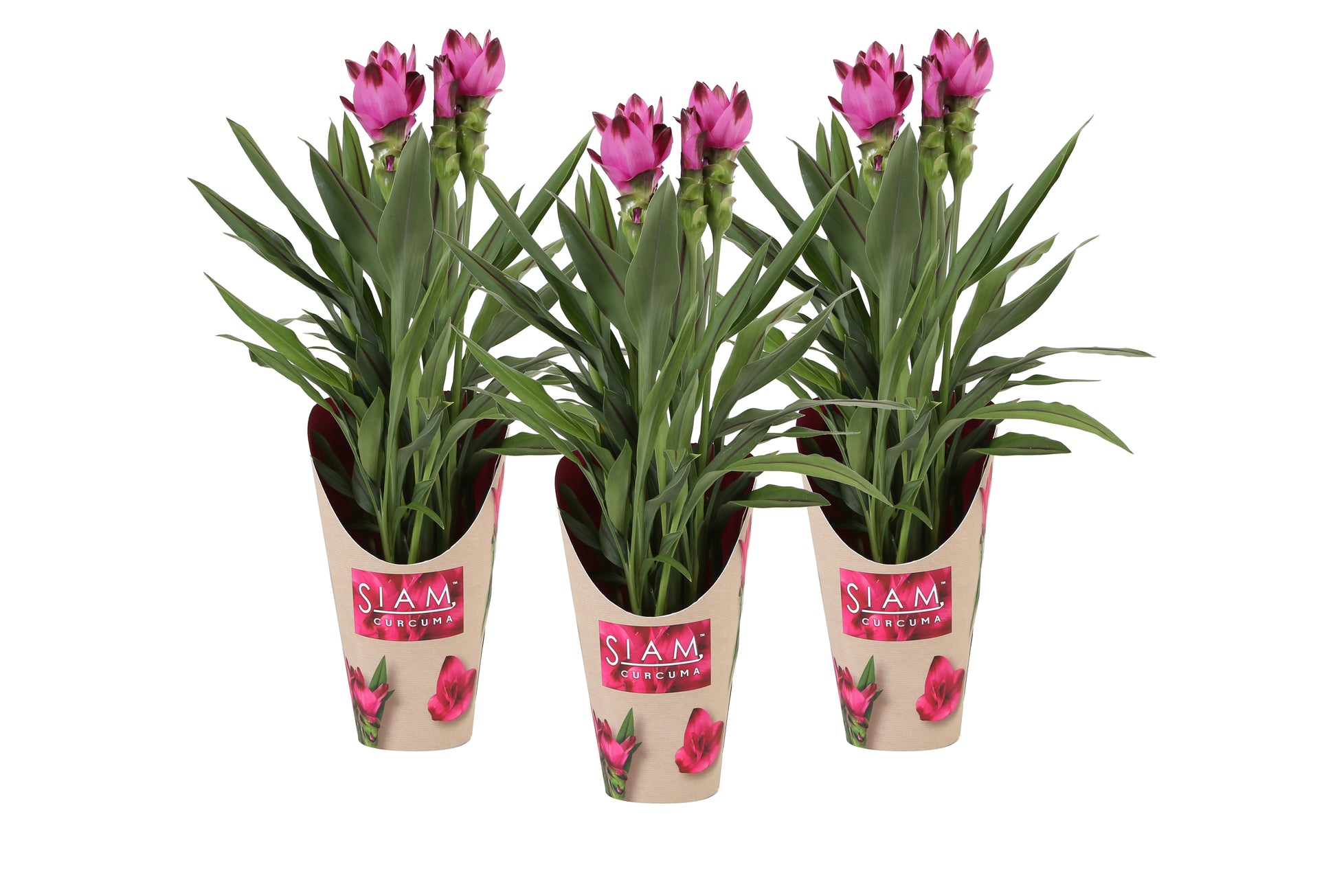 Curcuma Siam Splash 55cm 14cm Pot