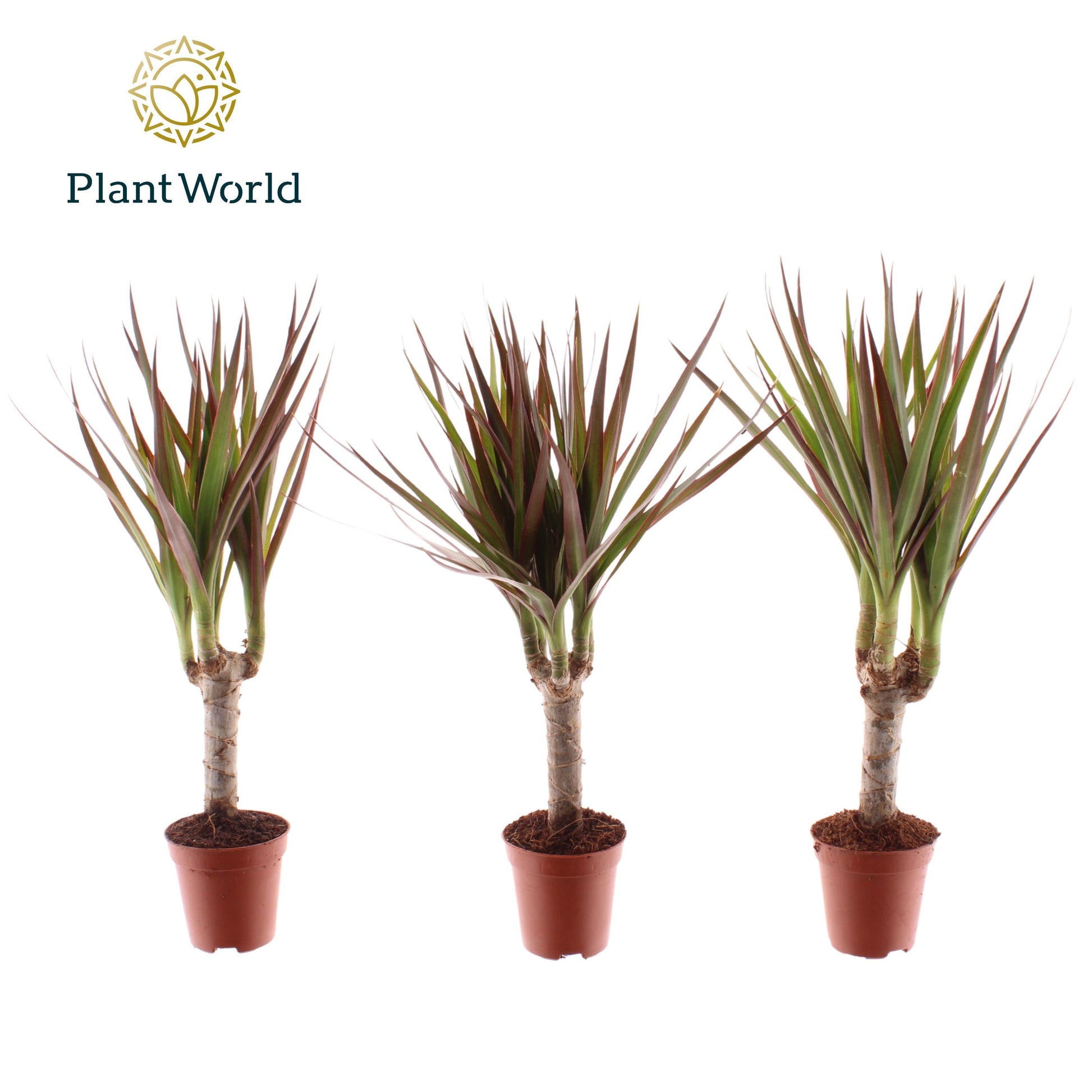 Dracaena Magenta 30cm 505cm Pot