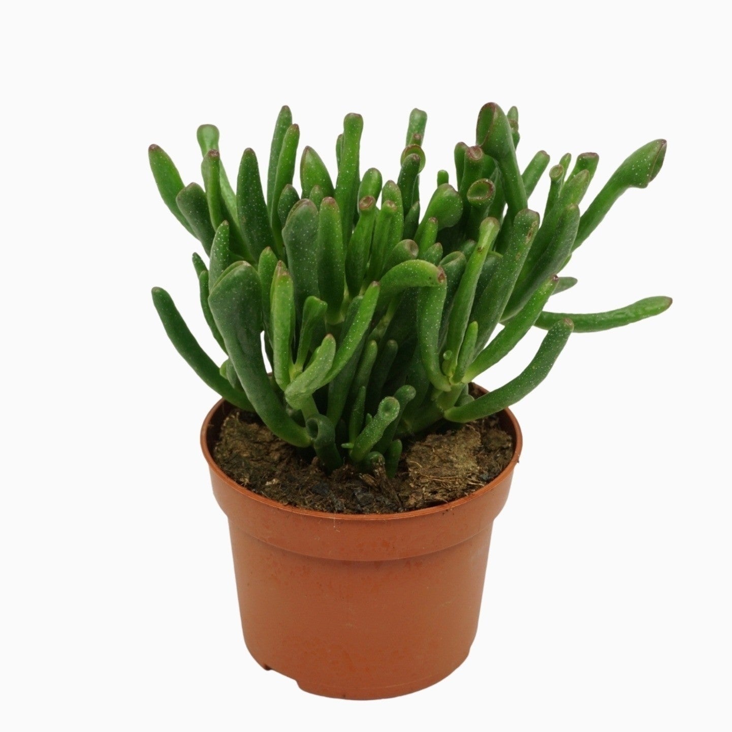 Crassula Gollum 20cm 10.5cm Pot