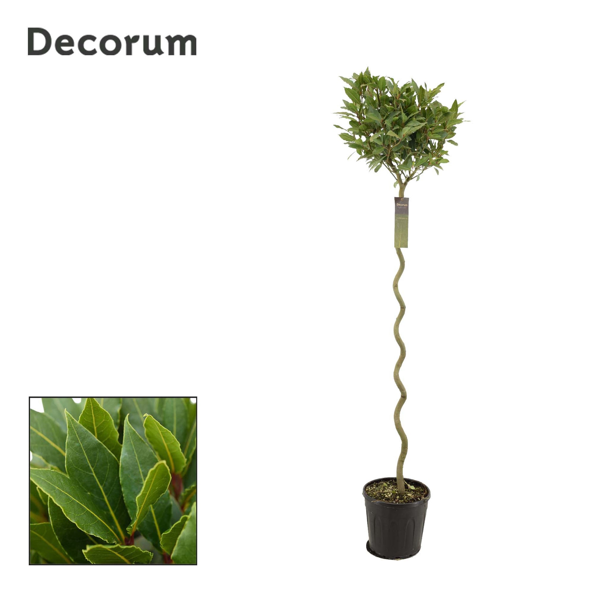 Laurus nobilis 170cm 25cm Pot