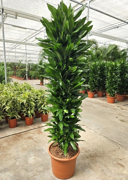 Dracaena frag. Janet Lind 260cm 50cm Pot