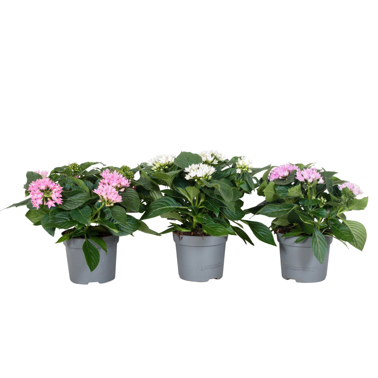 Pentas Starcluster mix 25cm 13cm Pot