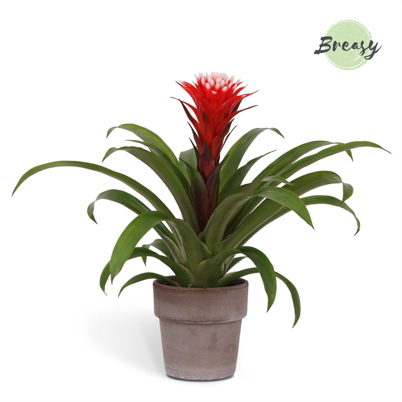 Guzmania Hope 43cm 12cm Pot