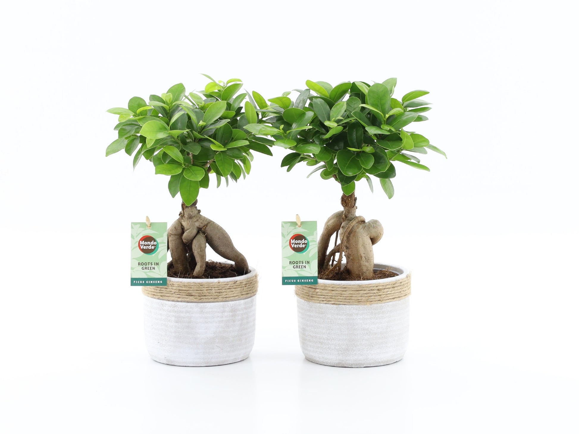 Ficus Ginseng 35cm 13cm Pot