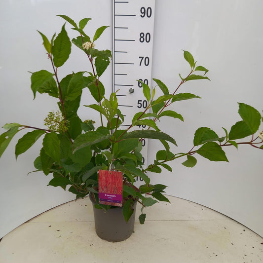 Cornus alba Sibirica 70cm 23cm Pot