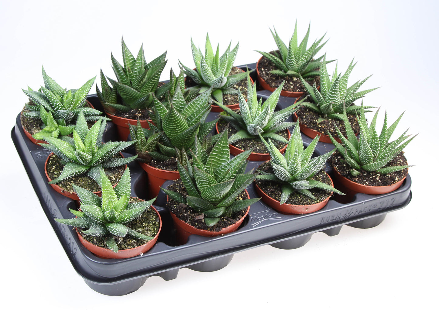 Euro Cactus Holland Bv Haworthia mix Pack of 12