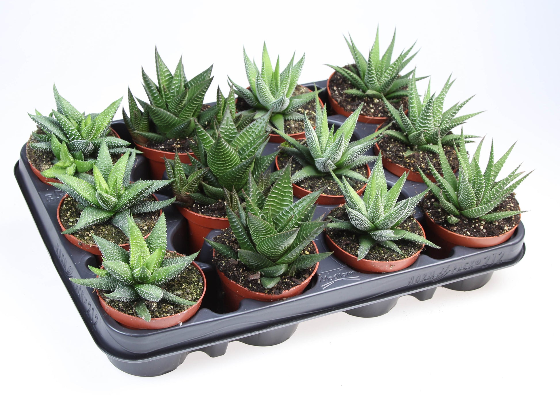 Euro Cactus Holland Bv Haworthia mix Pack of 12