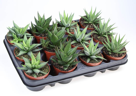 Euro Cactus Holland Bv Haworthia mix Pack of 12