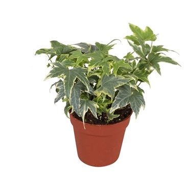 Hedera helix Yellow Ripple 9cm Pot
