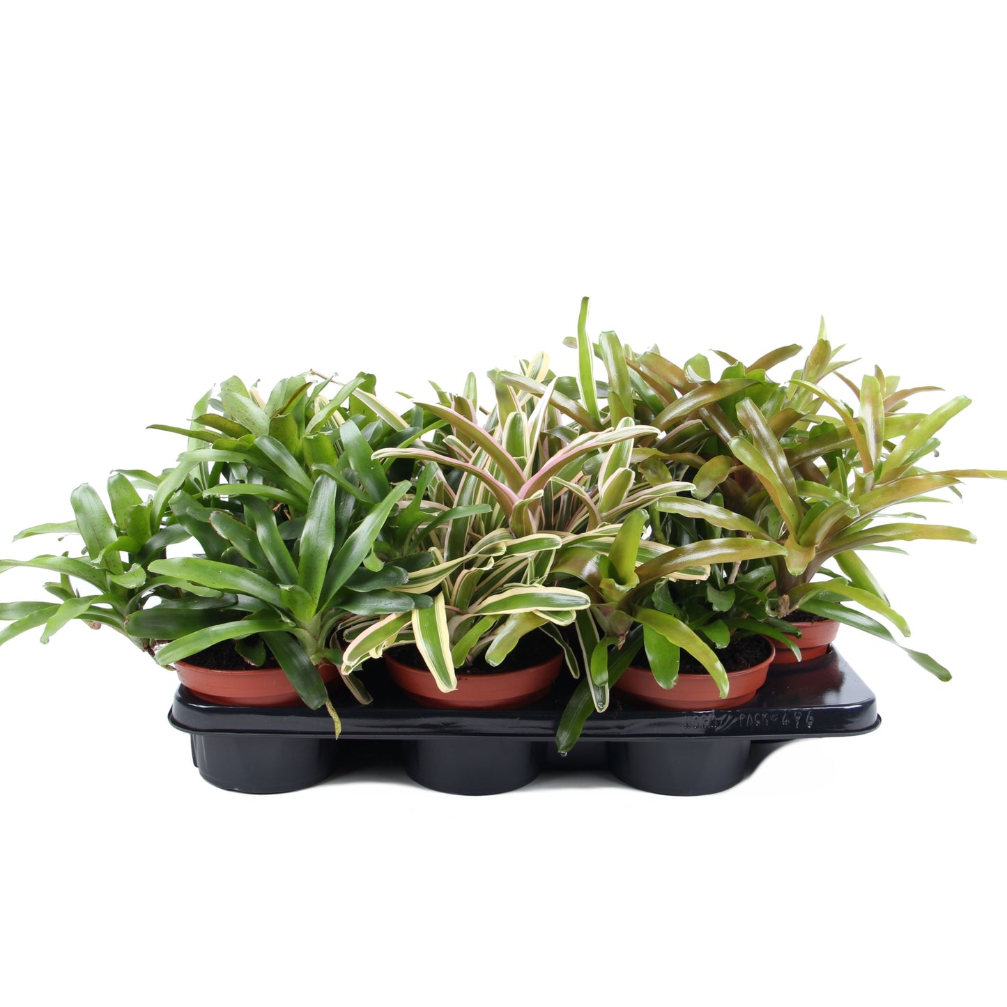 nidularium-fire-ball-40cm-15cm-pot