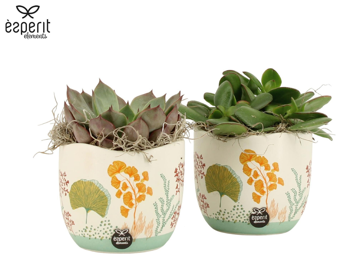 Outdoor arrangement 15cm 12cm Pot