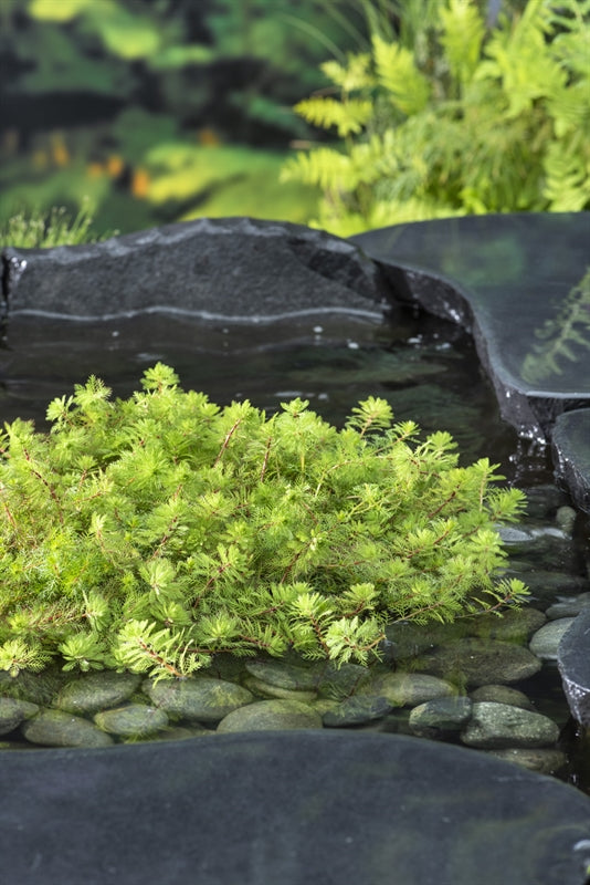 Waterplkw R. Moerings Myriophyllum red stem ( 25x25 ) Pack of 10