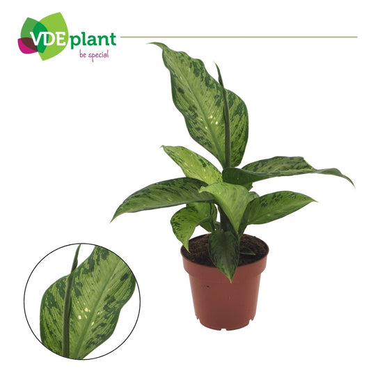 Dieffenbachia Memoria Corsii 30cm 12cm Pot