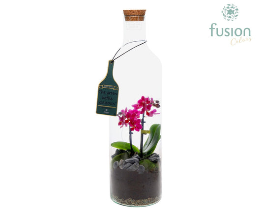 Green Bottle Fles Large met Phalaenopsis 55cm 15cm Pot
