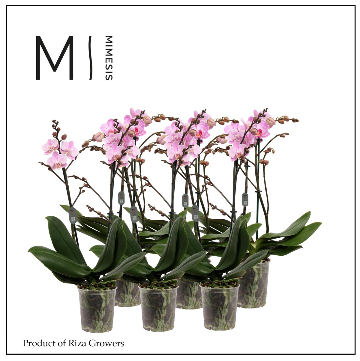 Phalaenopsis pink 50cm 12cm Pot