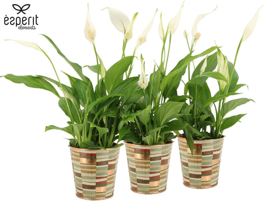 Spathiphyllum Pearl Cupido 35cm 9cm Pot