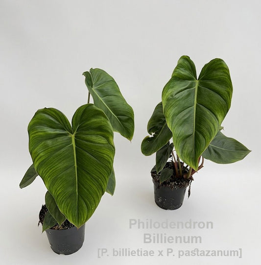Philodendron scandens 45cm 14cm Pot