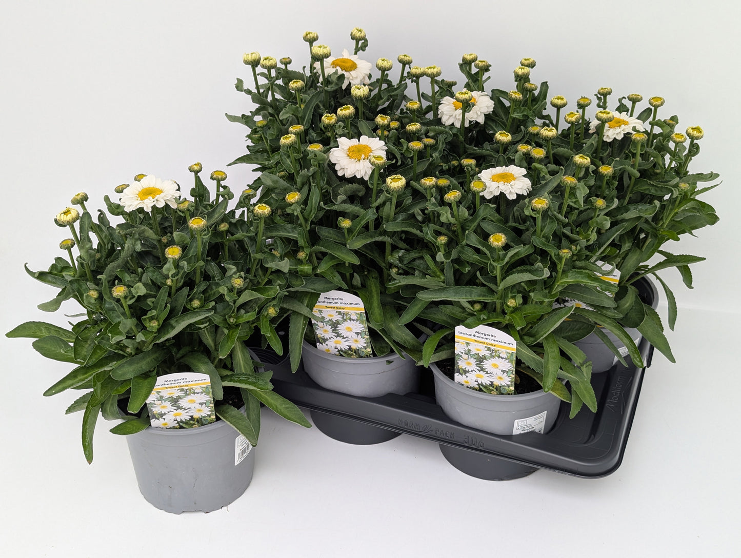 Leucanthemum Sweet Daisy Jane 45cm 17cm Pot