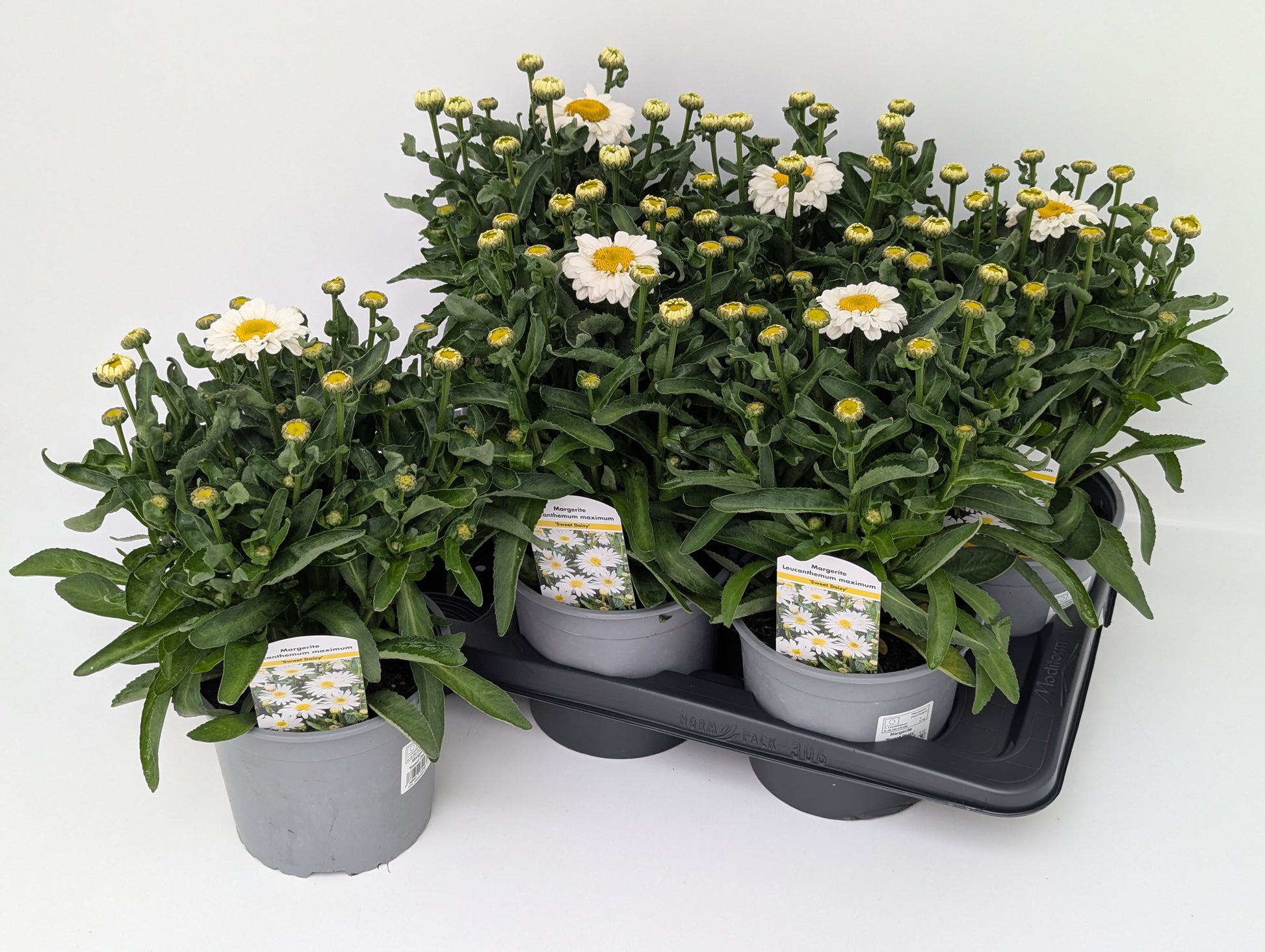 Leucanthemum Sweet Daisy Jane 45cm 17cm Pot
