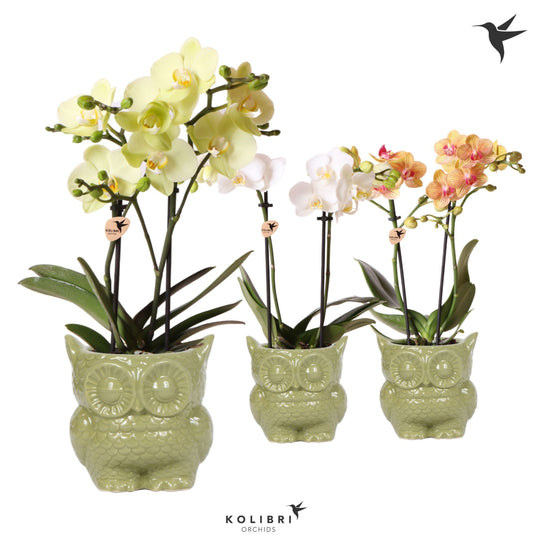 Kolibri Orchids Phalaenopsis mix 2 spike in Owl pot green 40cm 9cm Pot
