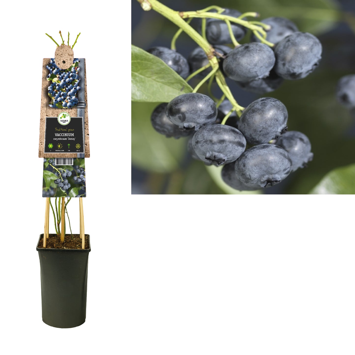 Vaccinium Jersey (Blueberry) 75cm 17cm Pot