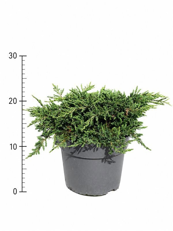 Juniperus Repanda 45cm 26cm Pot