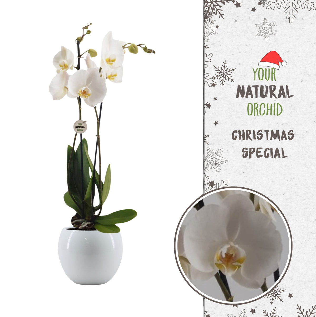 Phalaenopsis Nottingham 65cm 12cm Pot