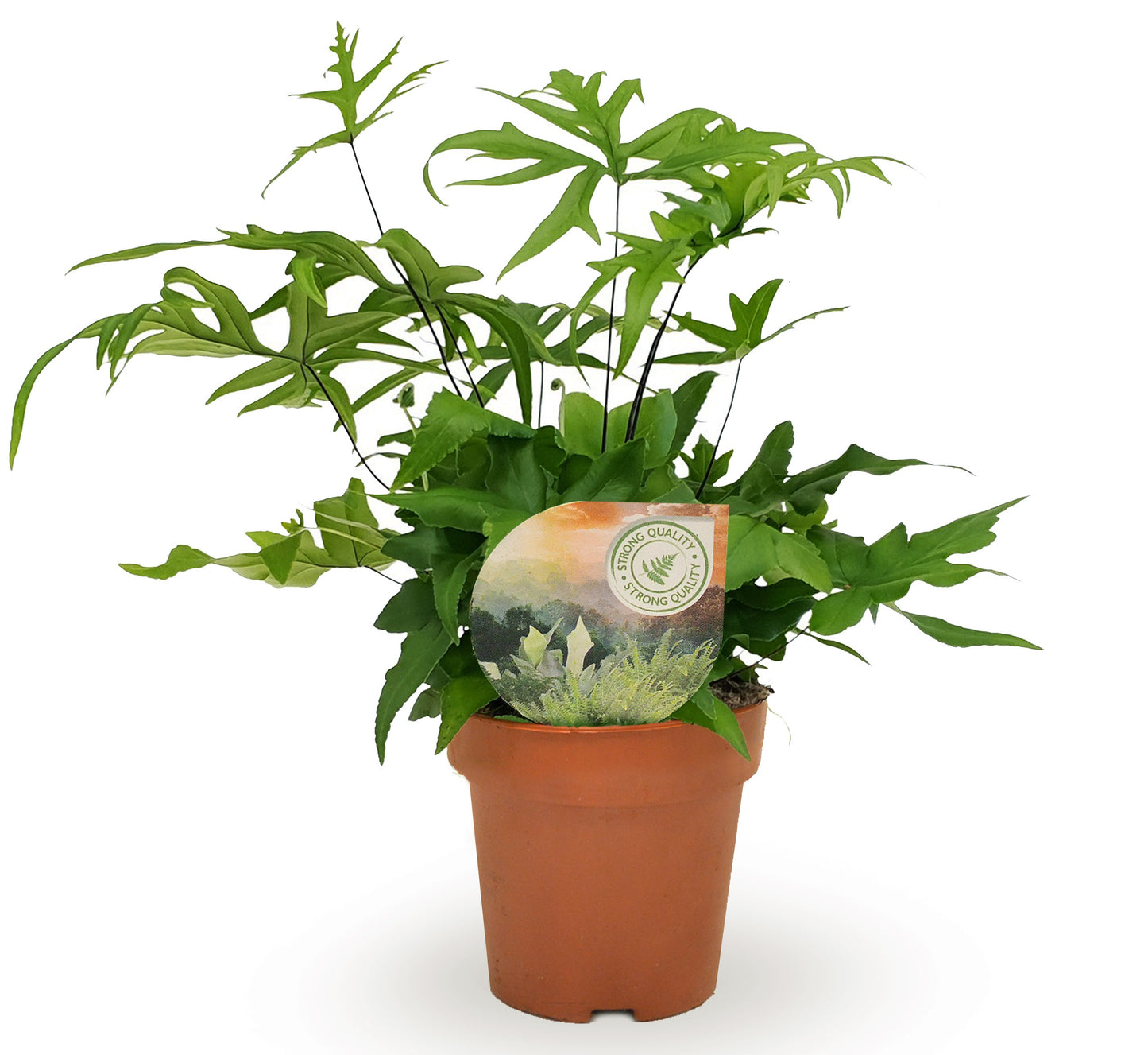 Raadschelders Varens Doryopteris pedata Pack of 6