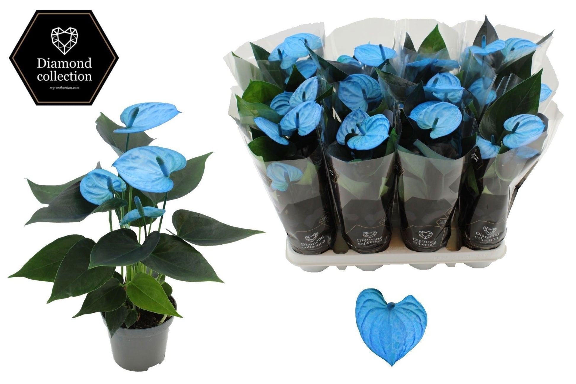 Houwenplant Anthurium Cocos in Christmas sleeve Pack of 12