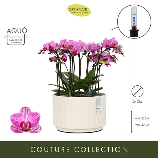 Arrangementen Phalaenopsis multiflora H% 24cm Pot