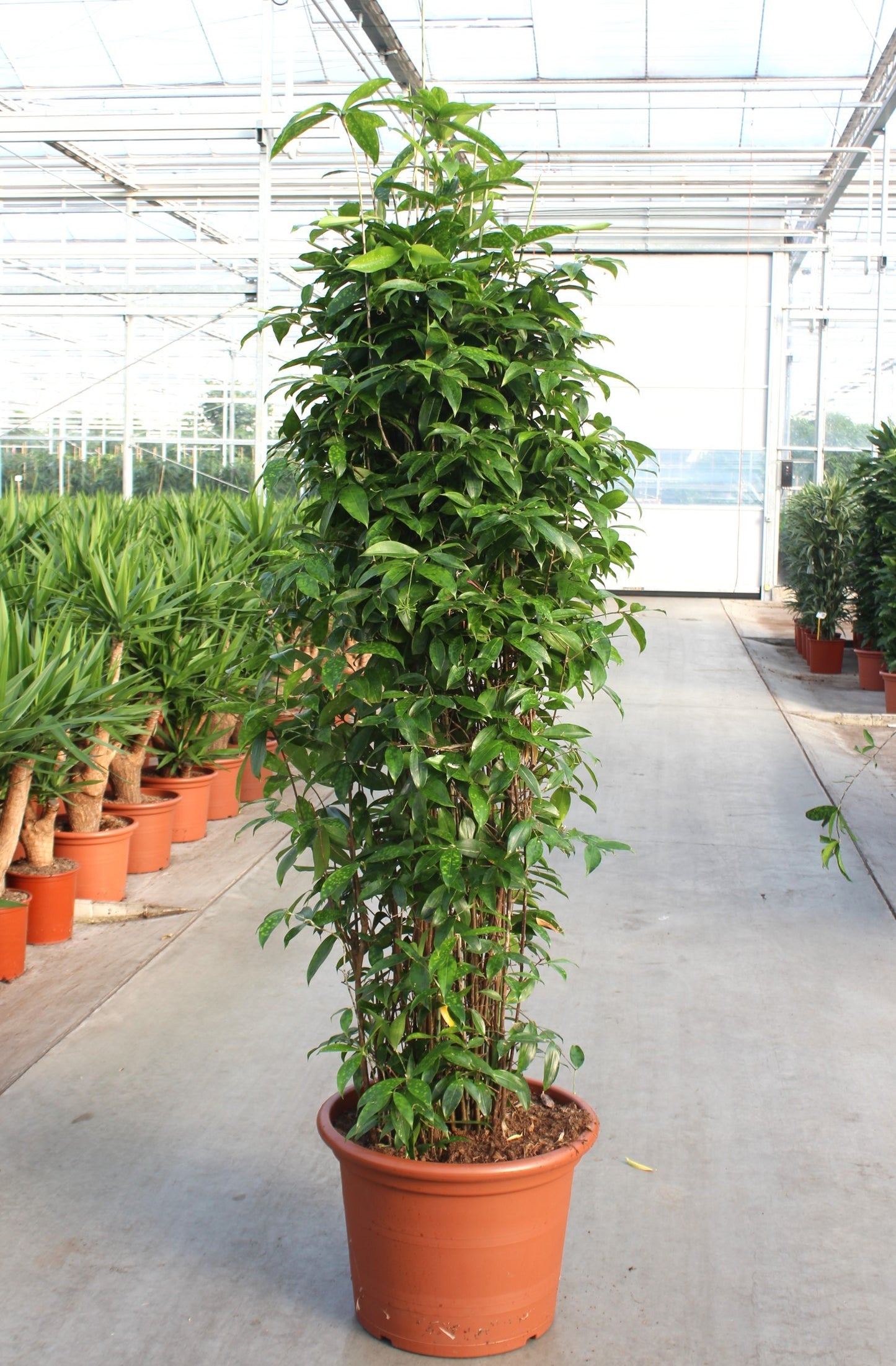 Dracaena surculosa 200cm 50cm Pot