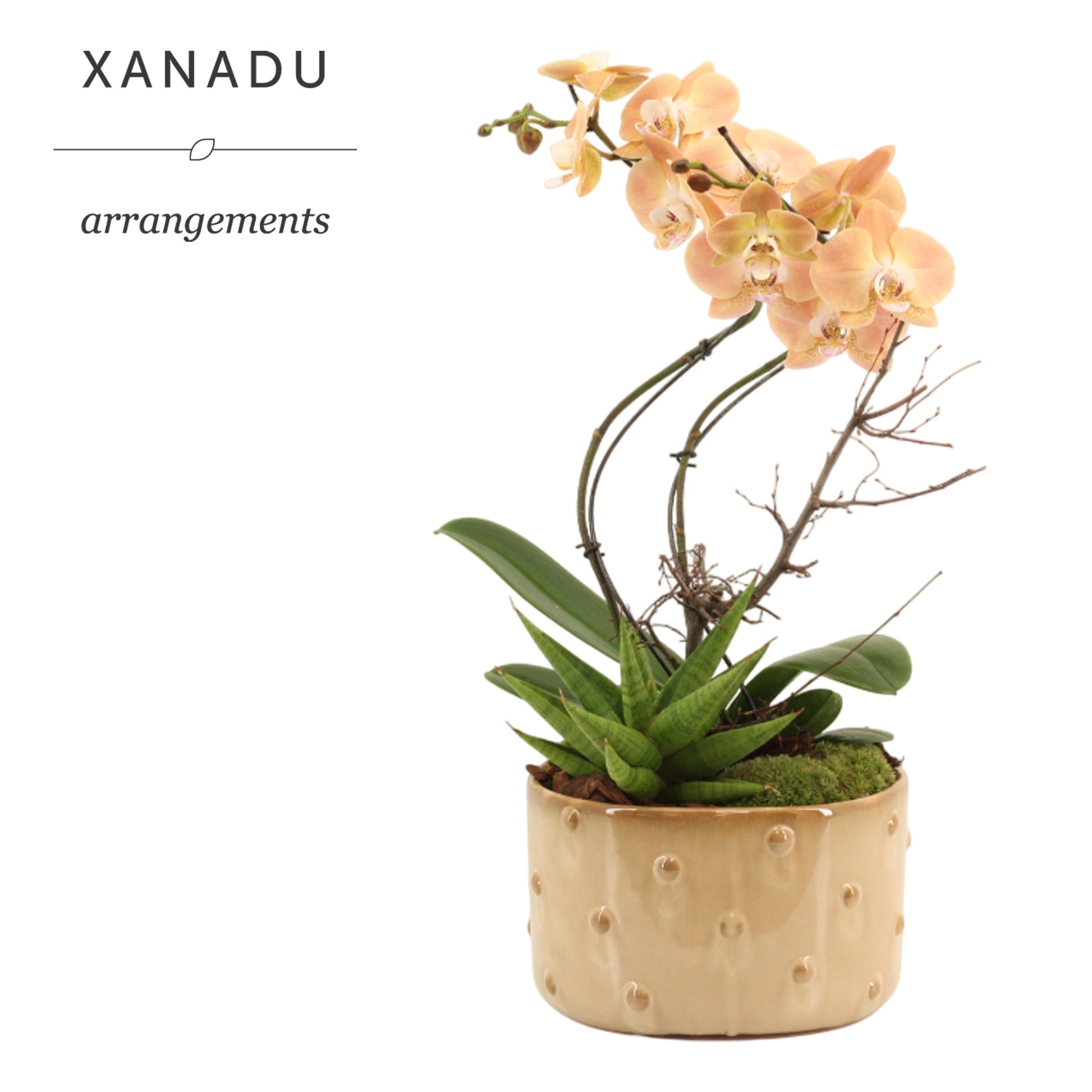 Xanadu San Remo 55cm 19cm Pot