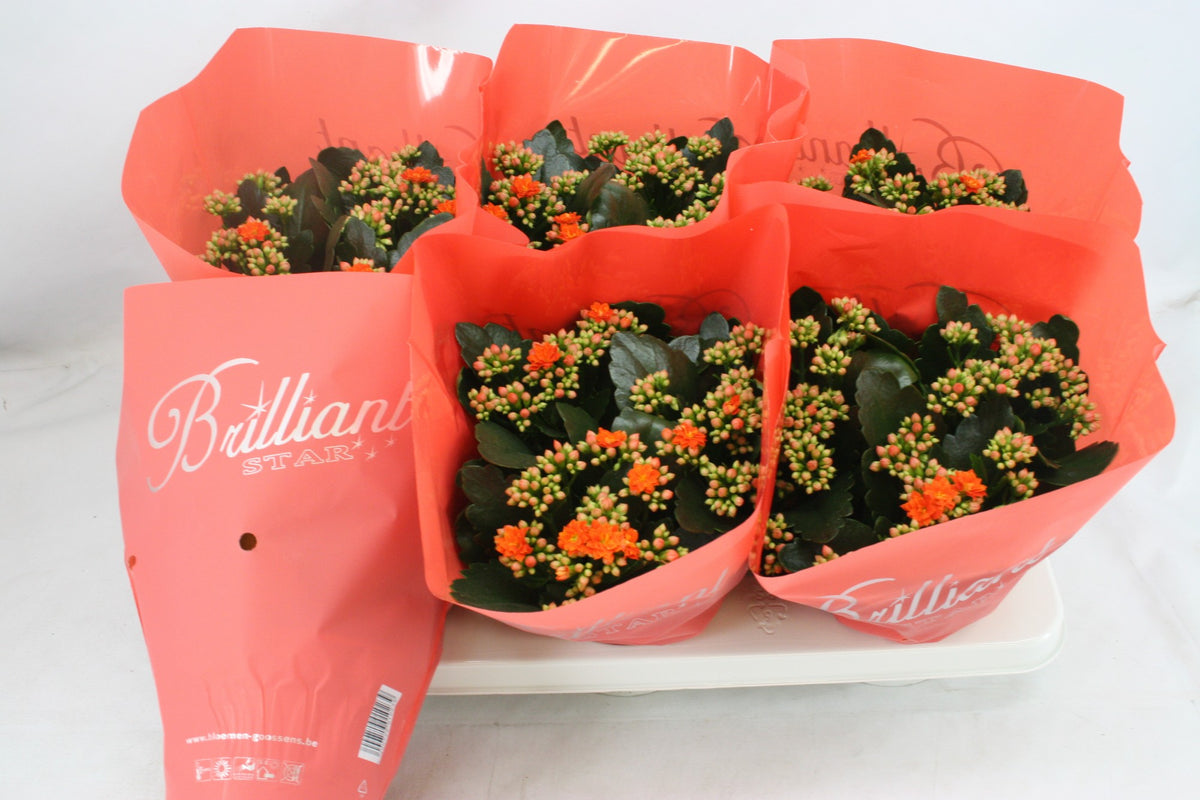 Kalanchoe Perfecta Orange 24cm 15cm Pot