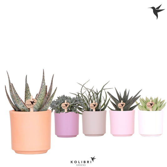 Succulenten mix (+ drp.ceramic) 22cm 9cm Pot