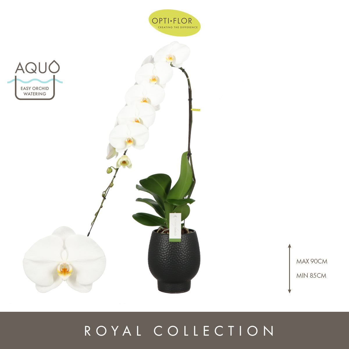 Phalaenopsis Yosemite Falls (+ drp.Black) 80cm 15cm Pot