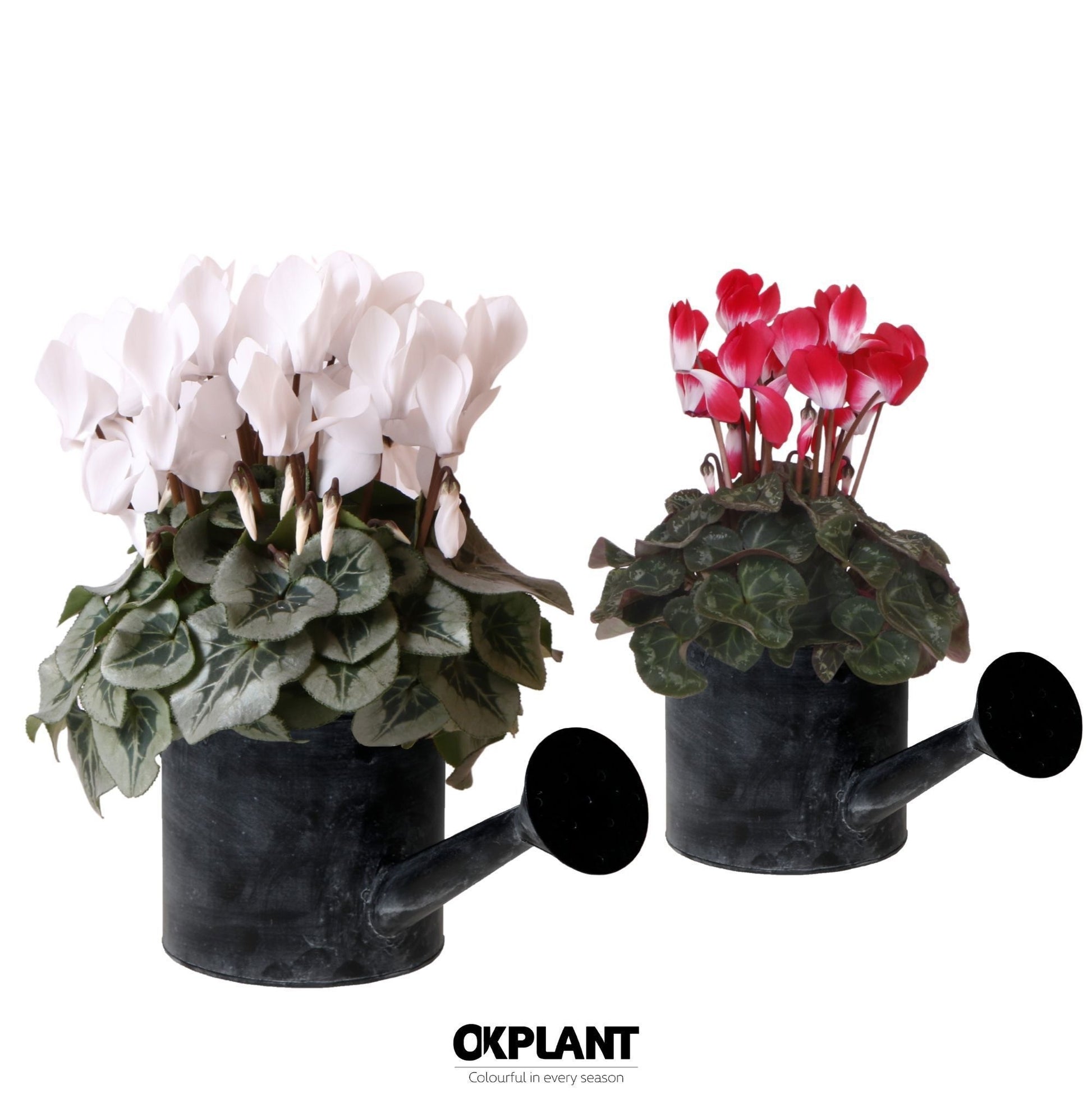 Cyclamen midi 25cm 12cm Pot
