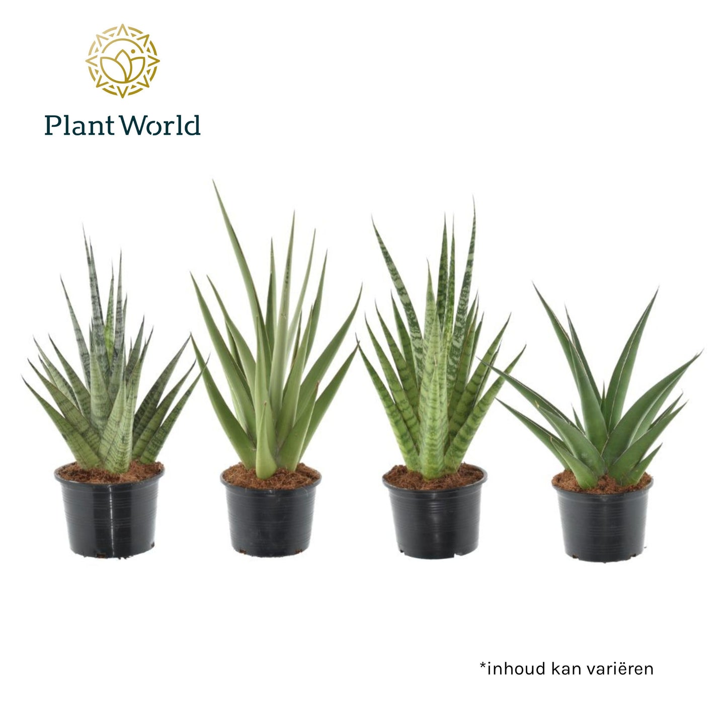 Sansevieria cylindrica 55cm 14cm Pot