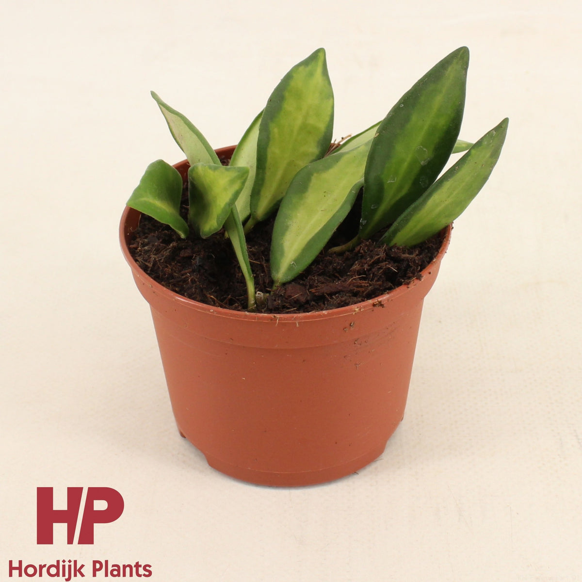 Hoya australis 9cm Pot