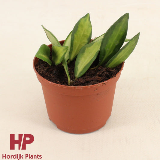 Hoya australis 9cm Pot