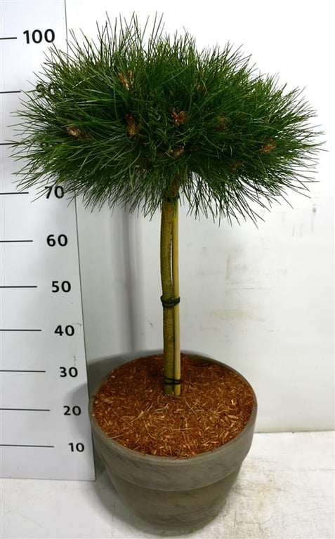 Bloemenkampen BV, Hkw. de Pinus nigra Bambino Pack of 1