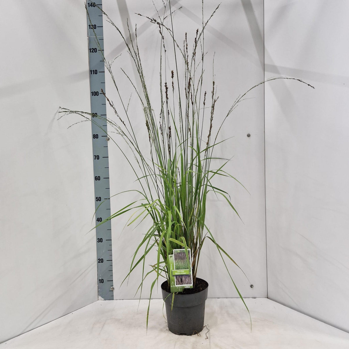 Molinia caerulea mix 125cm 19cm Pot