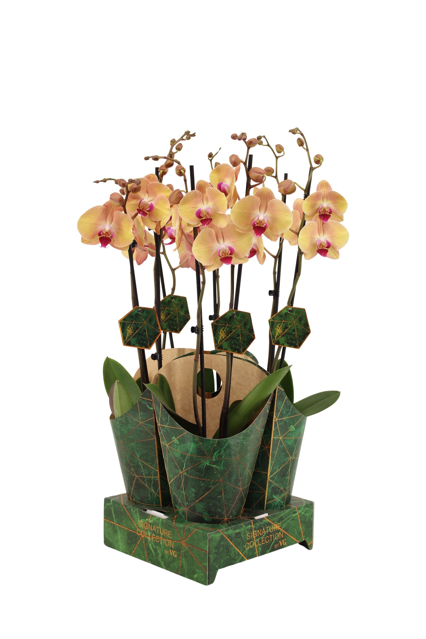 VG Orchids Phalaenopsis orange Pack of 4