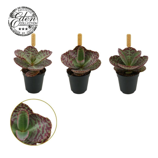 Kalanchoe hum. Surprising Desert 10cm 505cm Pot