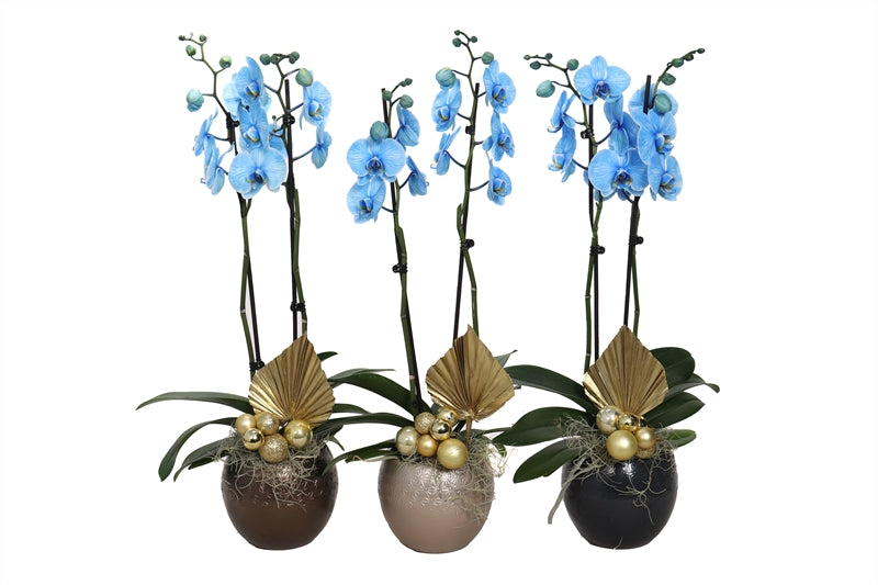 Phalaenopsis Hybrid 55cm 12cm Pot